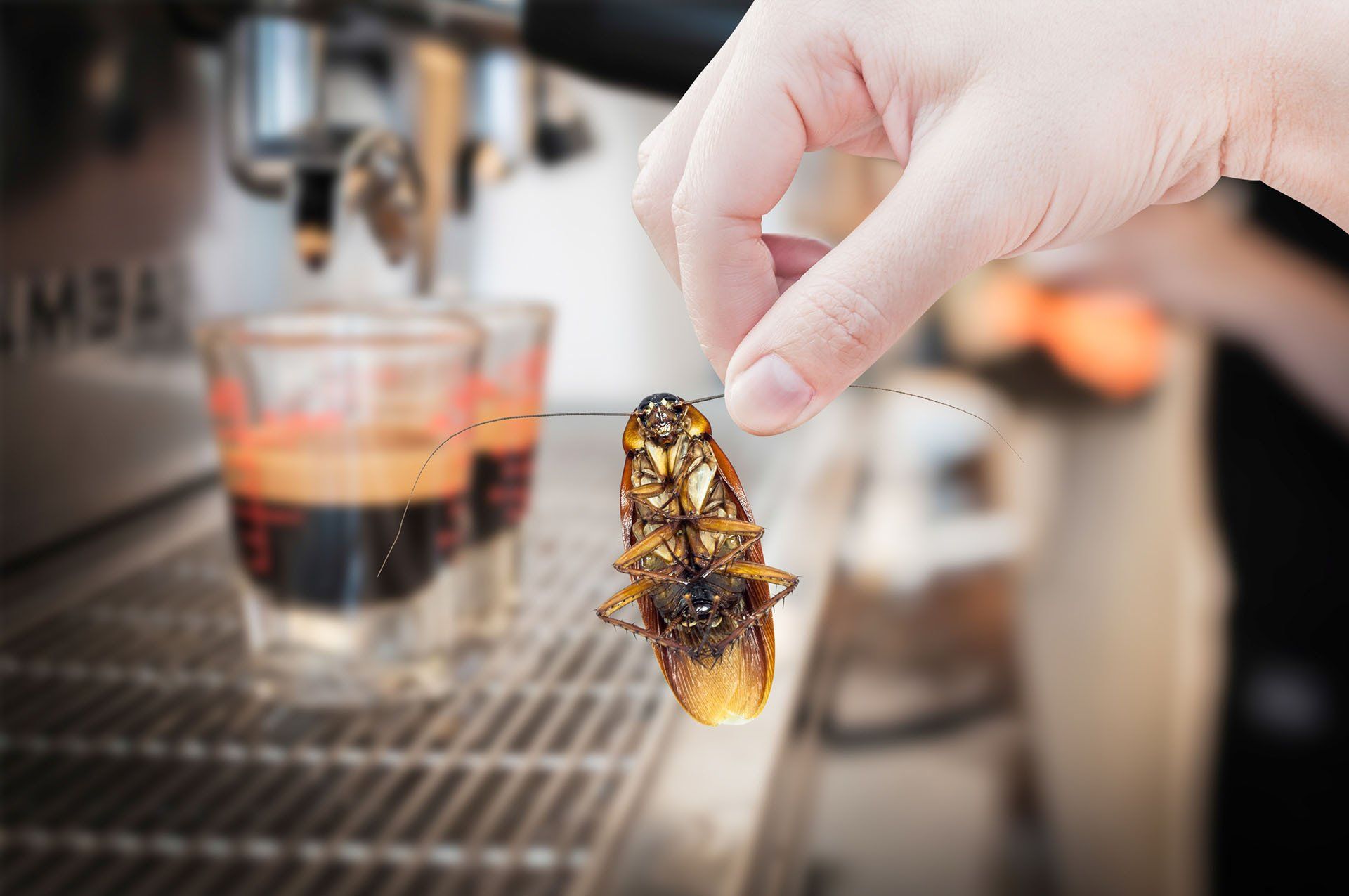 Holding Cockroach on Coffee Machine — Daly City, CA — Alert Pest Control Company