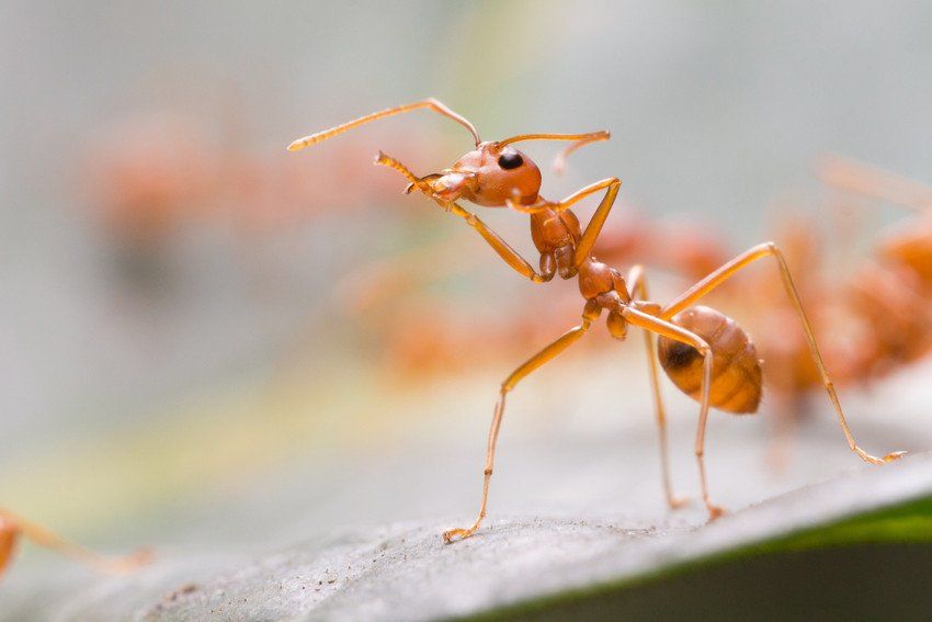 Ants