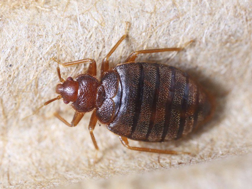Bed Bugs