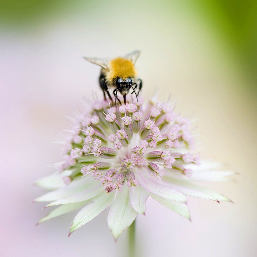 Bees