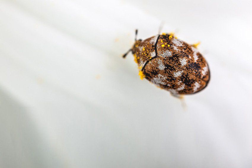 Moths & Beetles