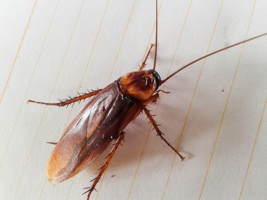Cockroaches