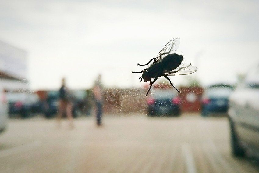 Flies