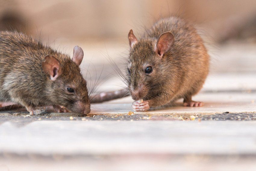 Rodents
