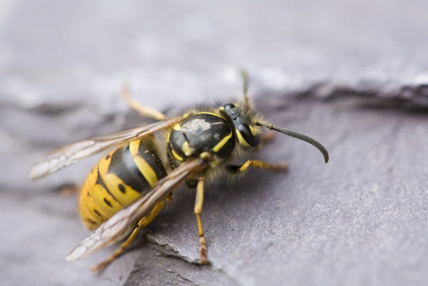 Wasps