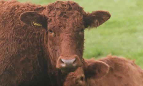 cow and calf