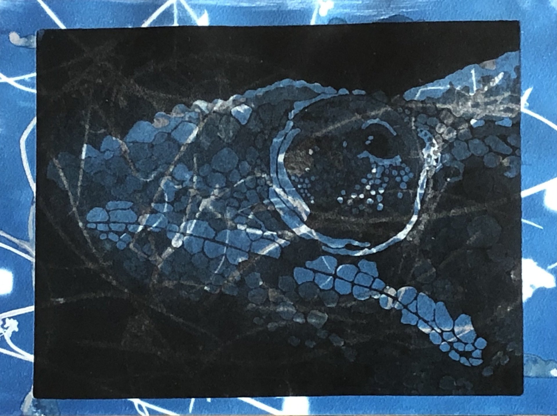 Kameleon gedrukt op cyanotype