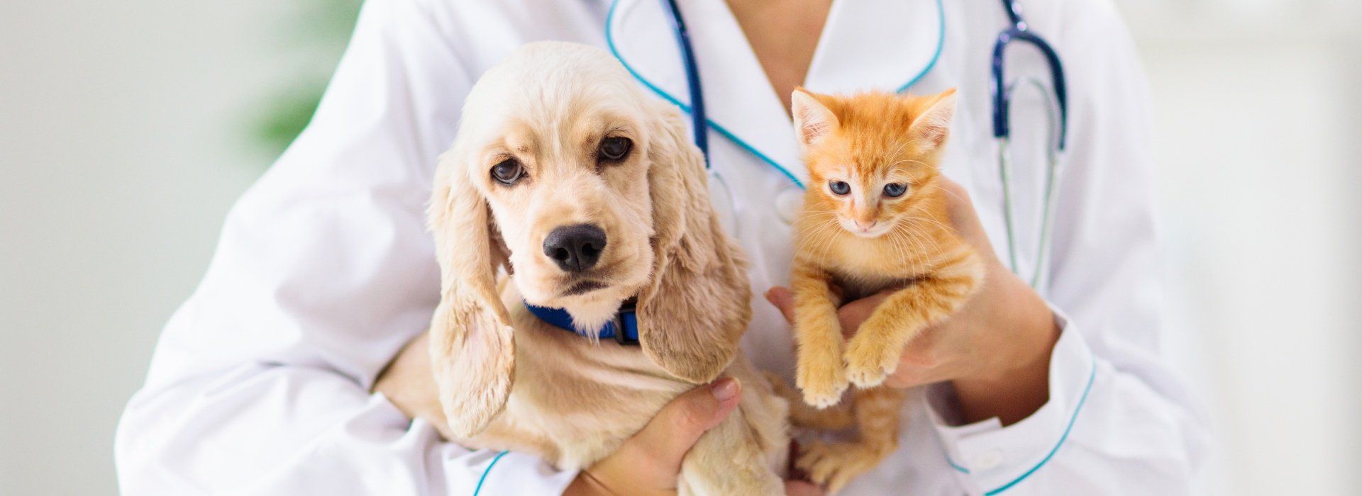 Veterinario