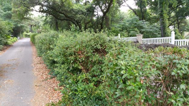 Gator Grass LLC Lawncare in Pensacola FL Bush Trimming