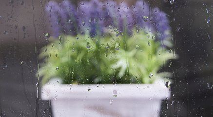 window glass