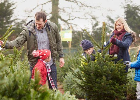 a family trying to pick their own Christmas tree