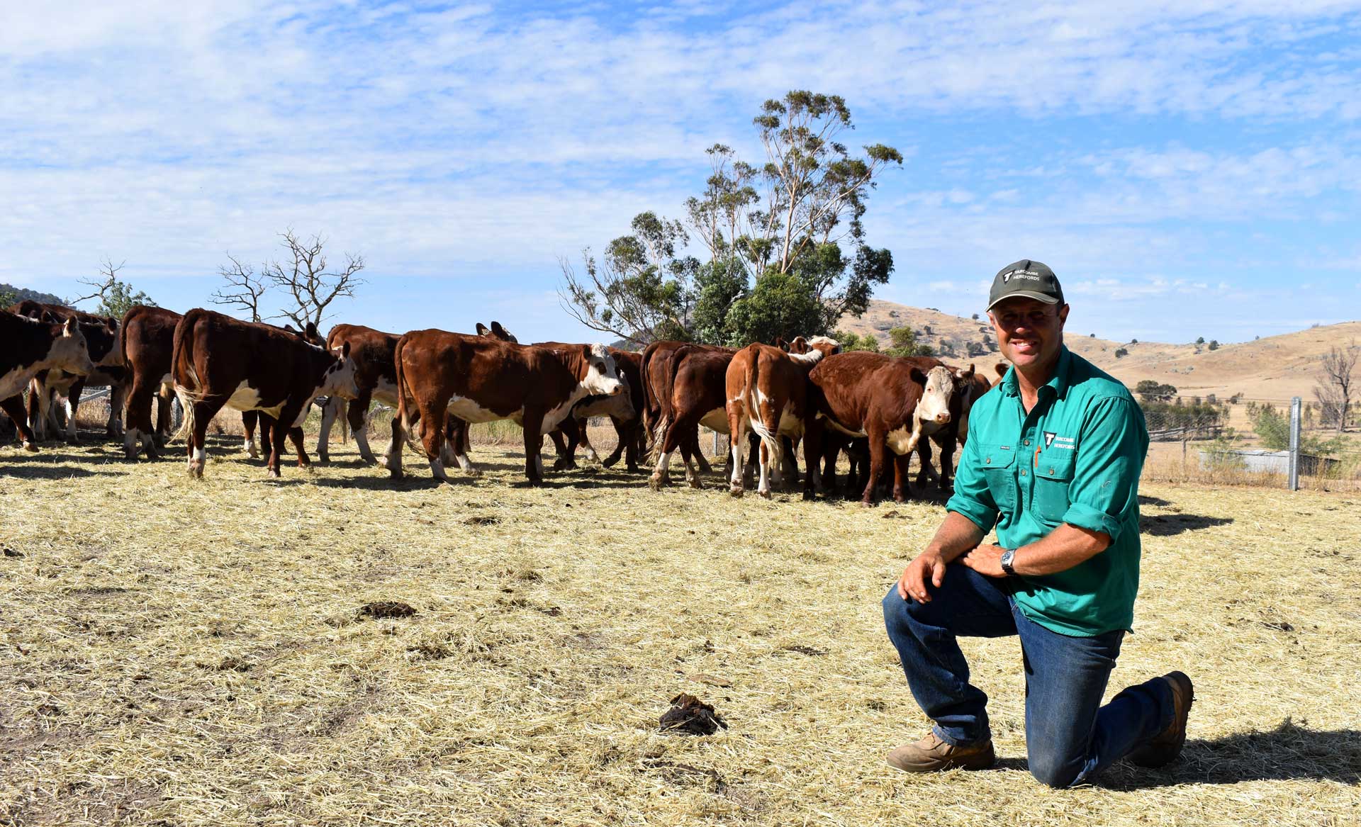man with cows