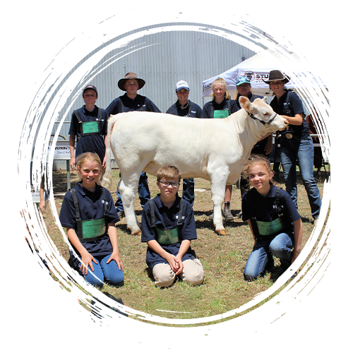cattle and female