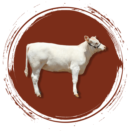 cattle