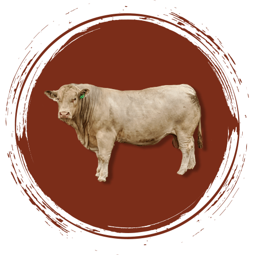 cattle and people
