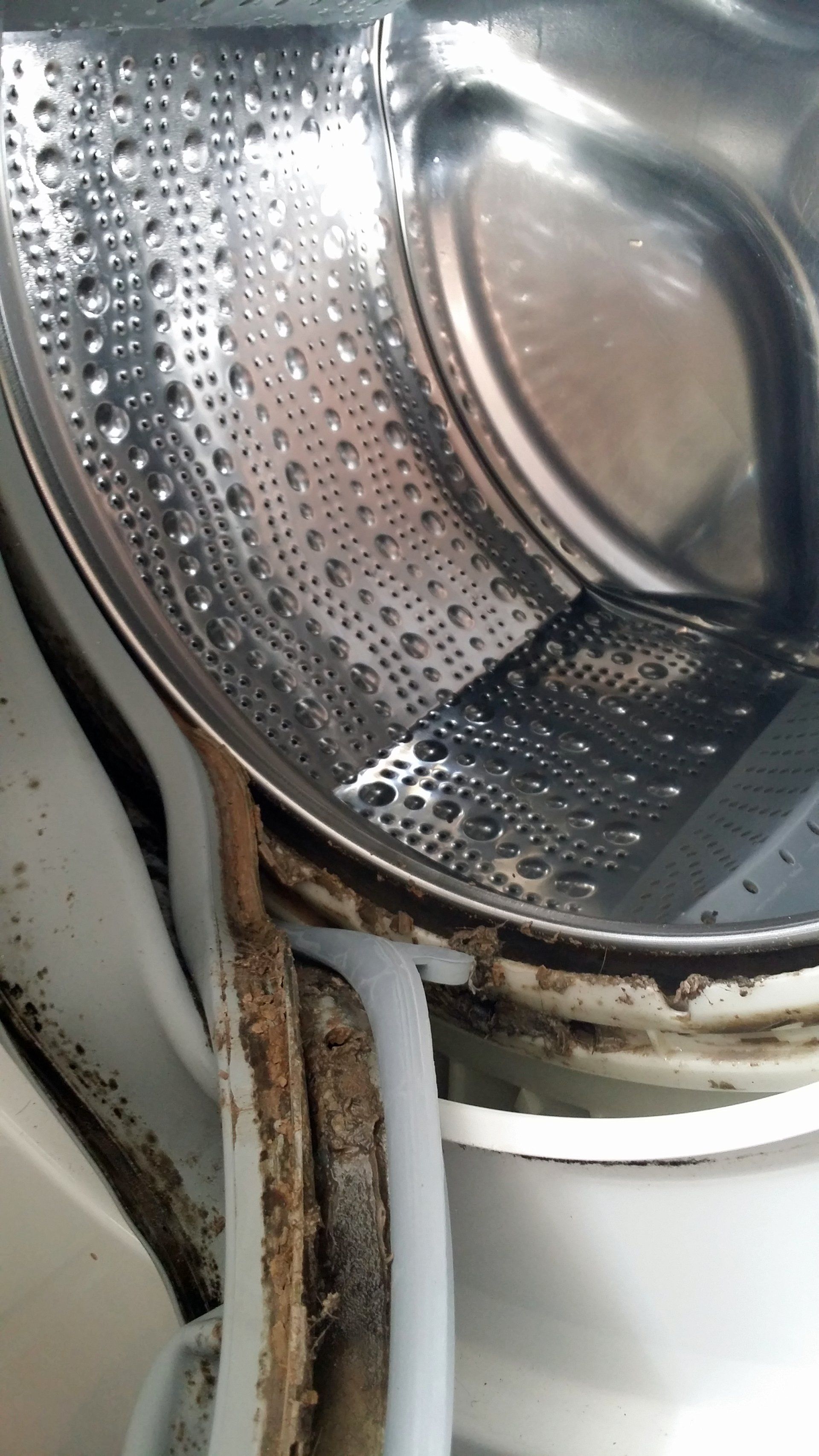 Mouldy door seal, bacterial heaven! Mouldy door seal