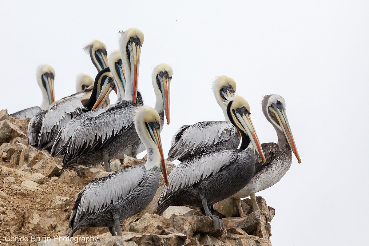 Flock of brown pelicans perched on a rocky outcrop under a cloudy sky.