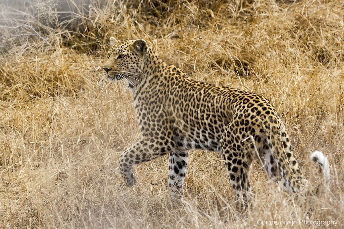 Leopard with spotted coat walks through tall, dry grass.