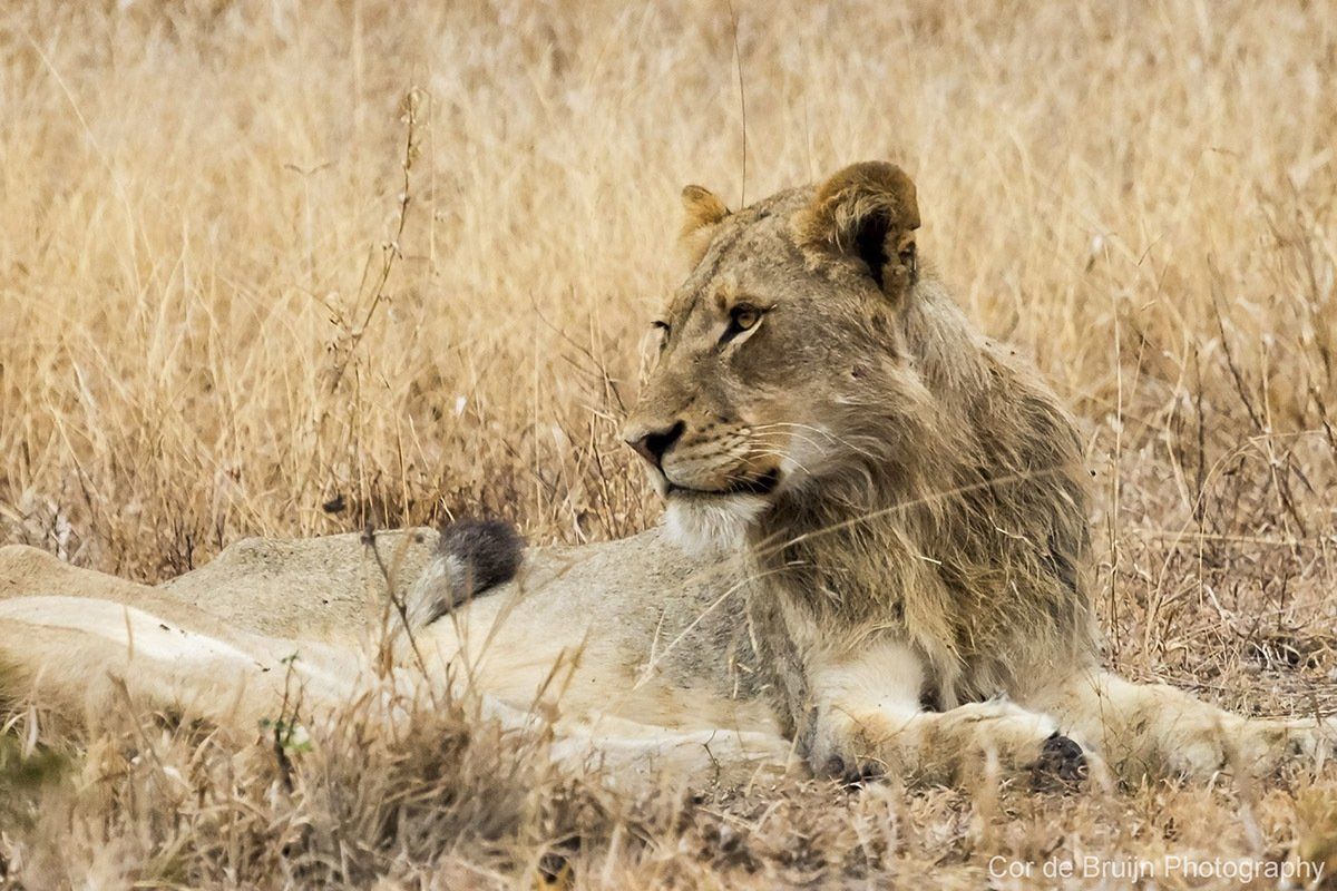 Lion resting in dry grass, looking to the right.