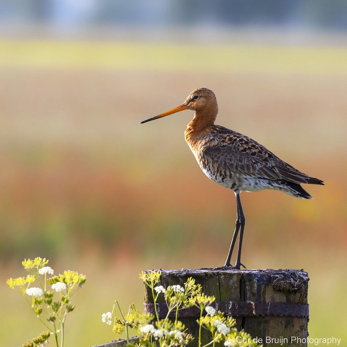 Black-tailed godwit perched on a wooden post, with long orange beak, looking right, against a blurred field background.