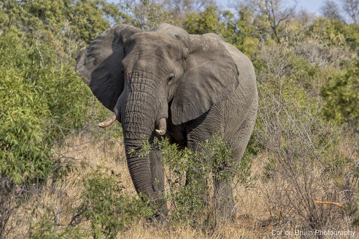 Elephant standing among green and tan bushes.