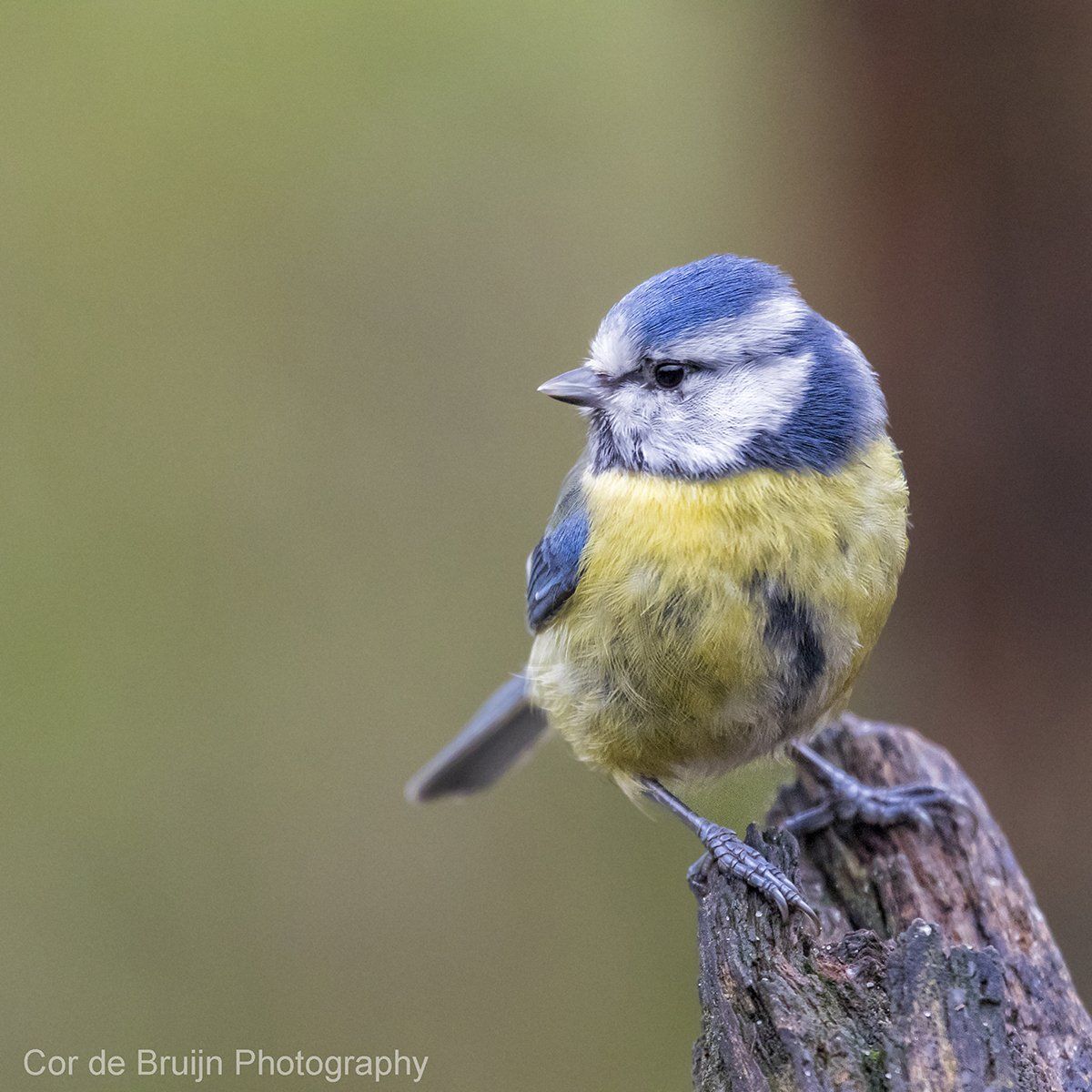 Blue tit perched on a weathered wood stump, looking to the left, yellow breast, blue head, blurry background.