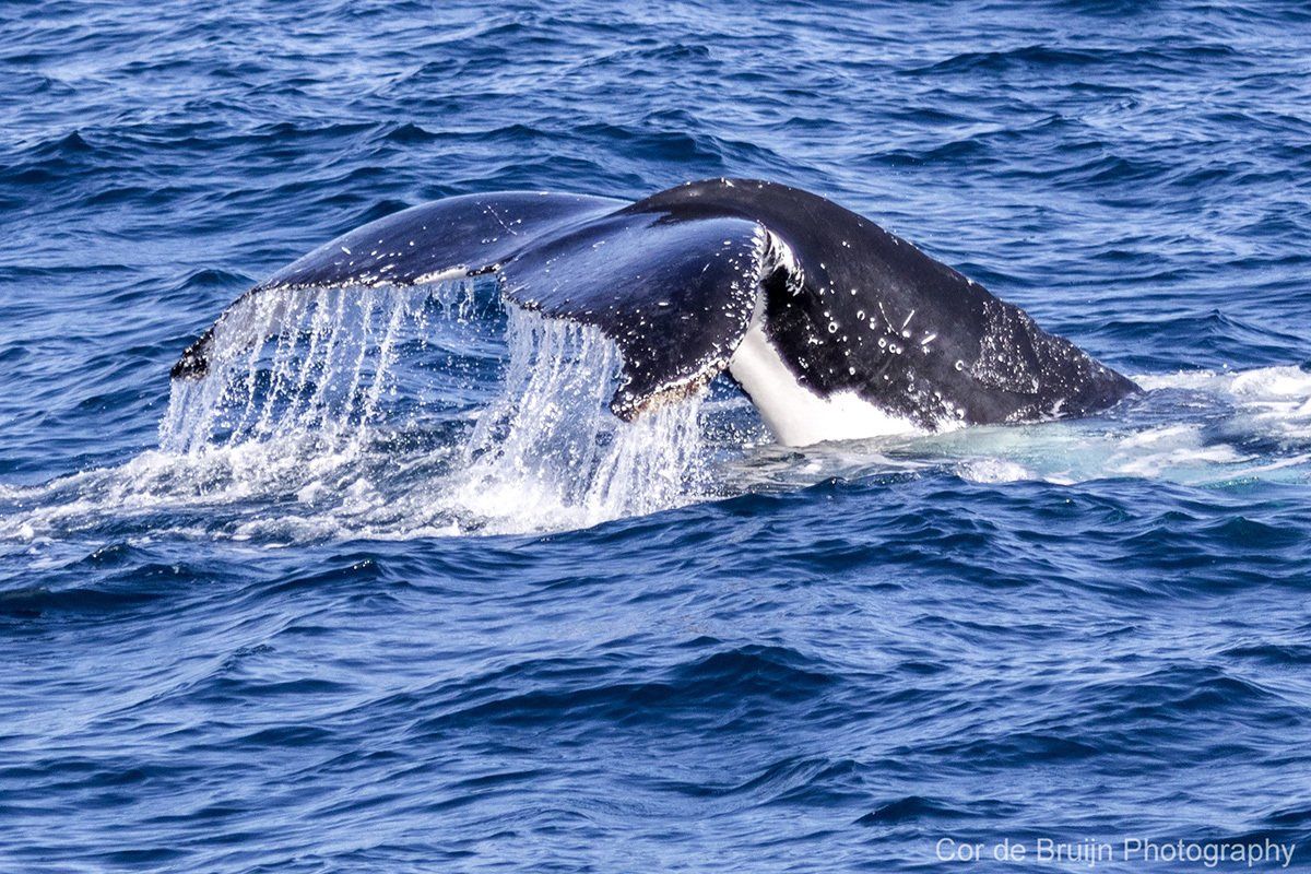 Whale tail emerging from blue ocean water.