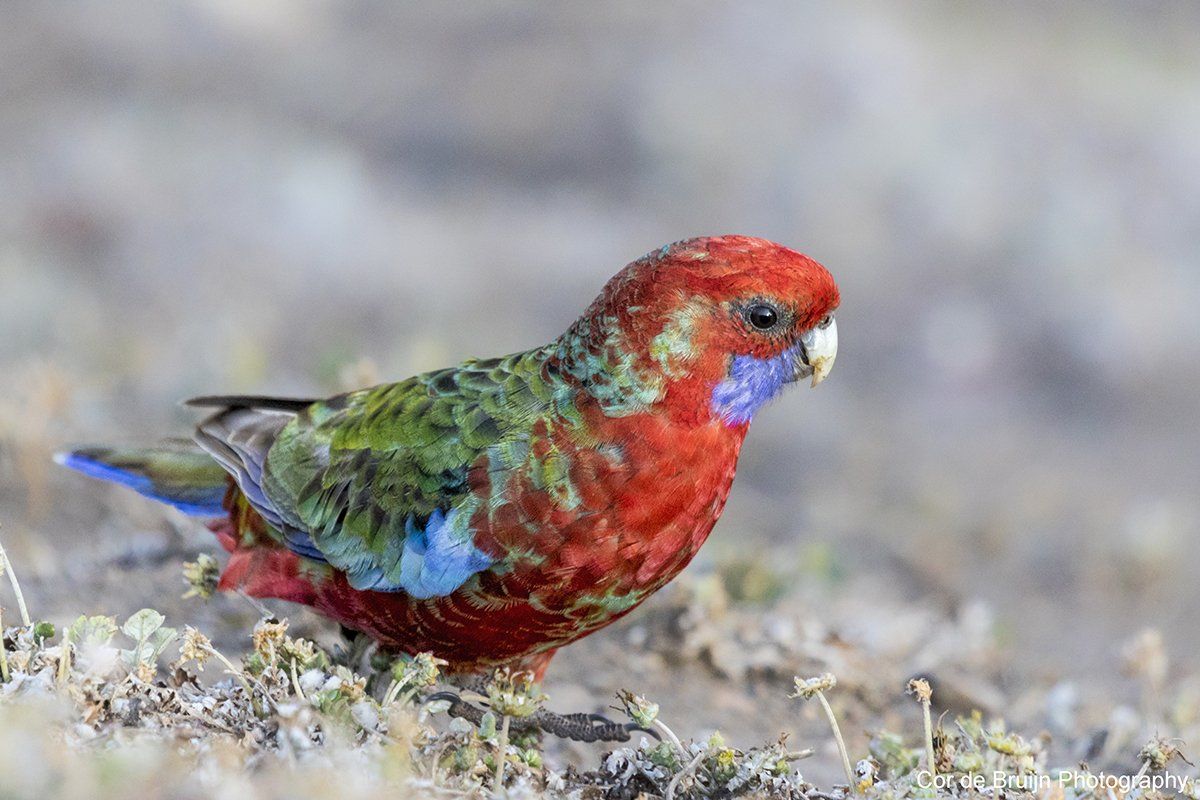 Crimson rosella bird with red head and chest, green back, blue wings, standing in dry brush.