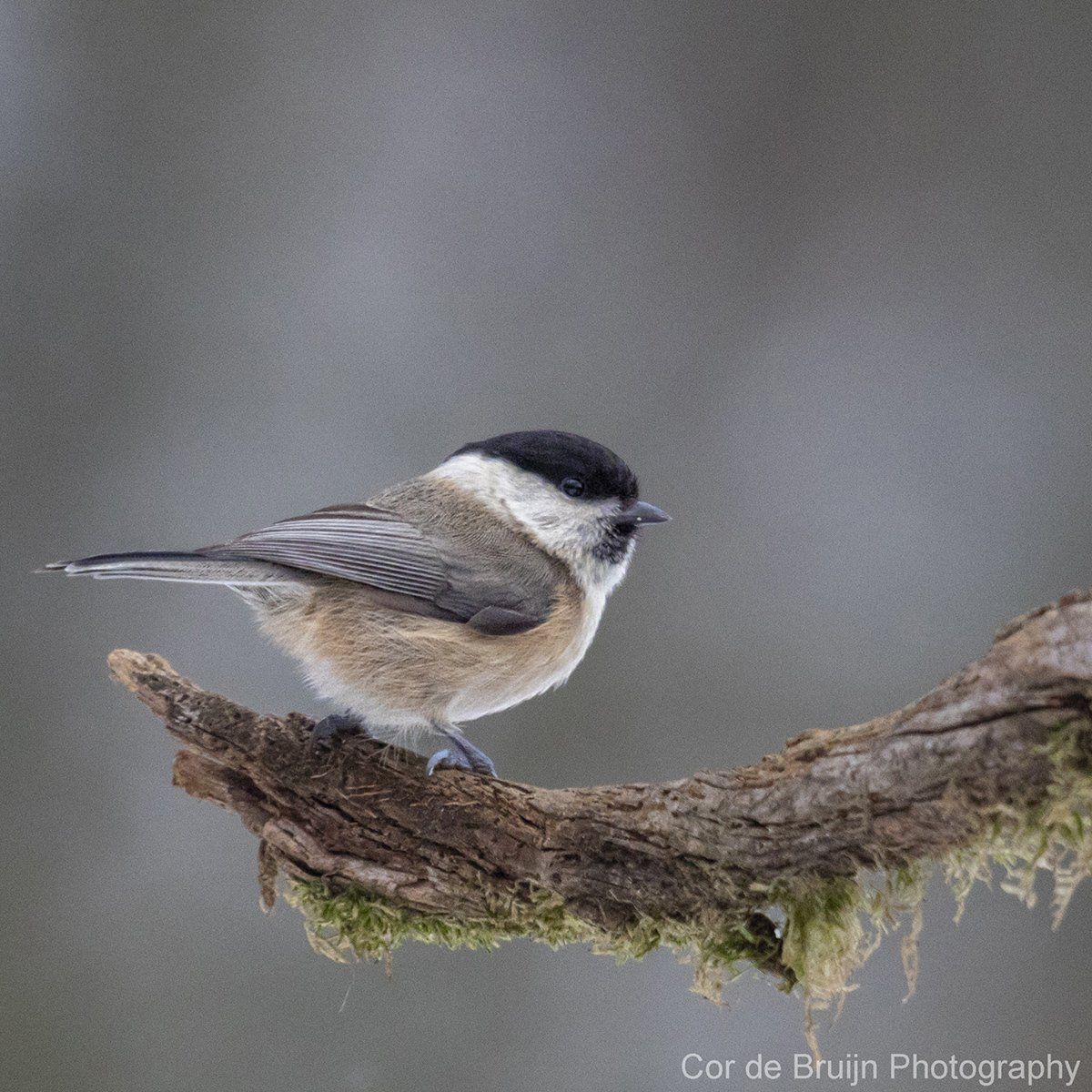 Small bird with black cap and tan breast perches on a mossy branch, against a blurred, gray background.