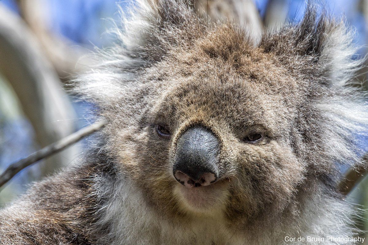 Koala with gray fur, slightly squinting, resting on a tree branch, sunny daylight.