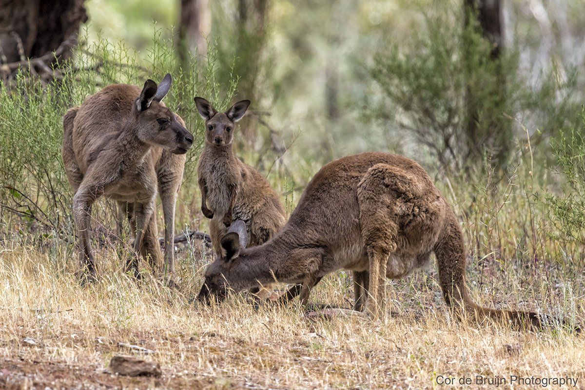 Three kangaroos in a field. One grazing, one standing, one with a joey in its pouch.