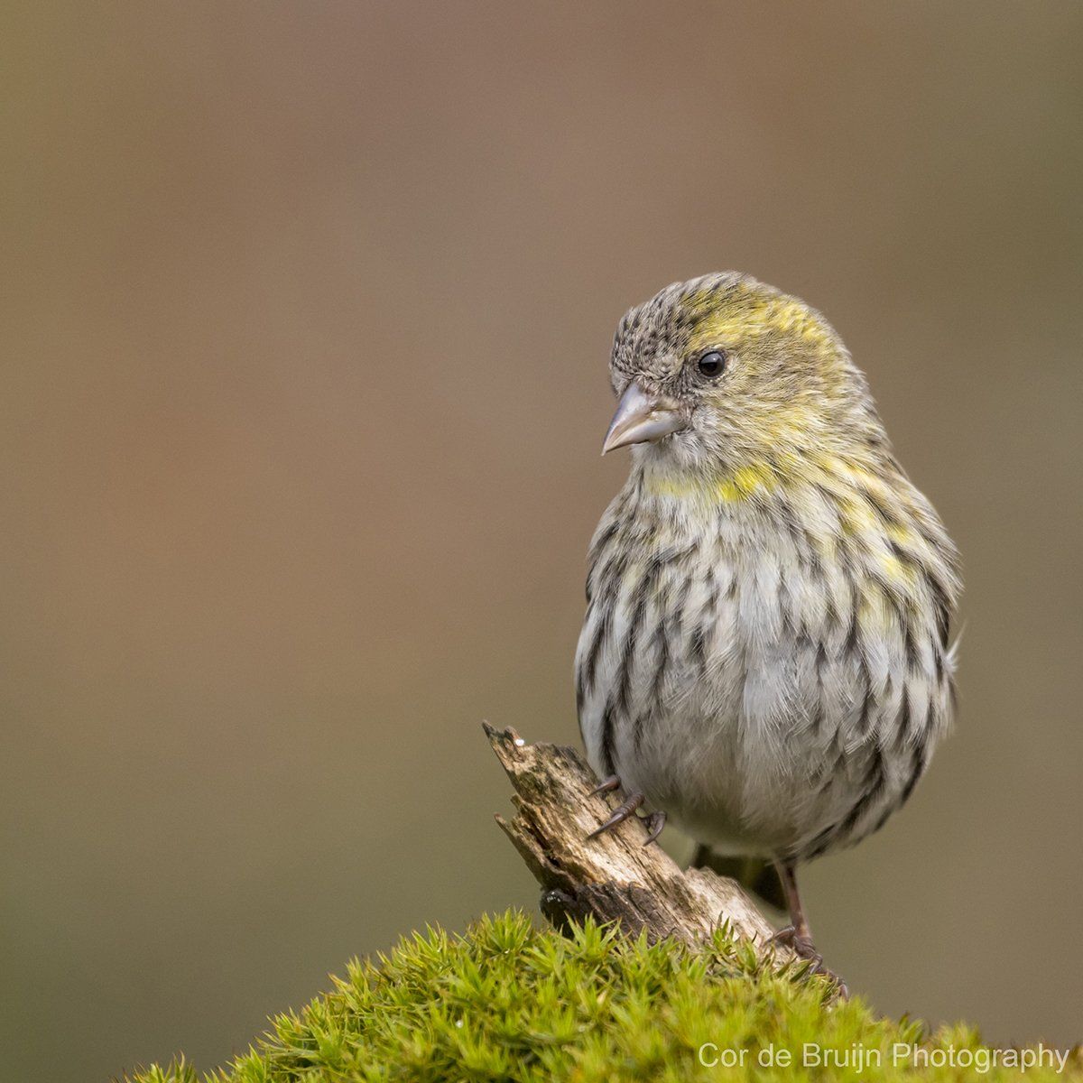 A small, yellow-green and gray bird perches on a mossy branch, looking left against a blurred brown background.