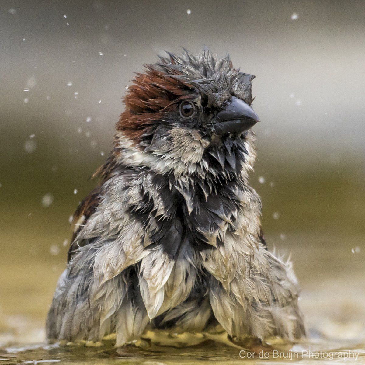 Wet sparrow with brown and gray feathers, taking a bath.