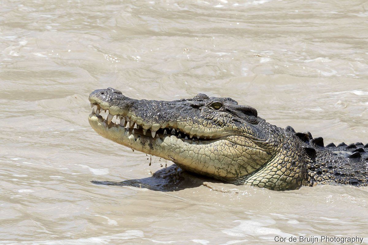 Crocodile in murky water, jaws slightly open, showing teeth.