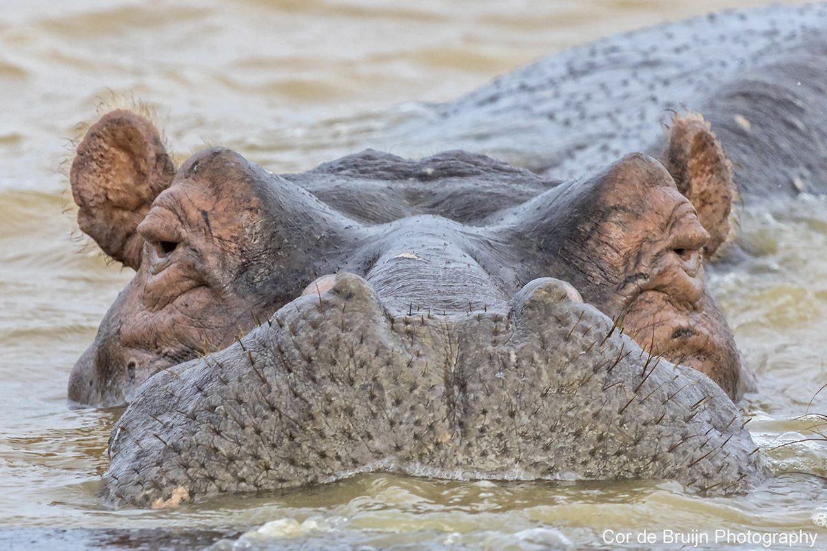 Close-up of a hippopotamus in murky water, showing its head and nostrils.