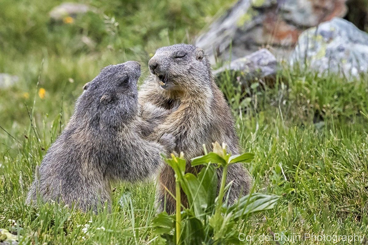 Two marmots facing each other in green grass. One appears to be biting or nuzzling the other.