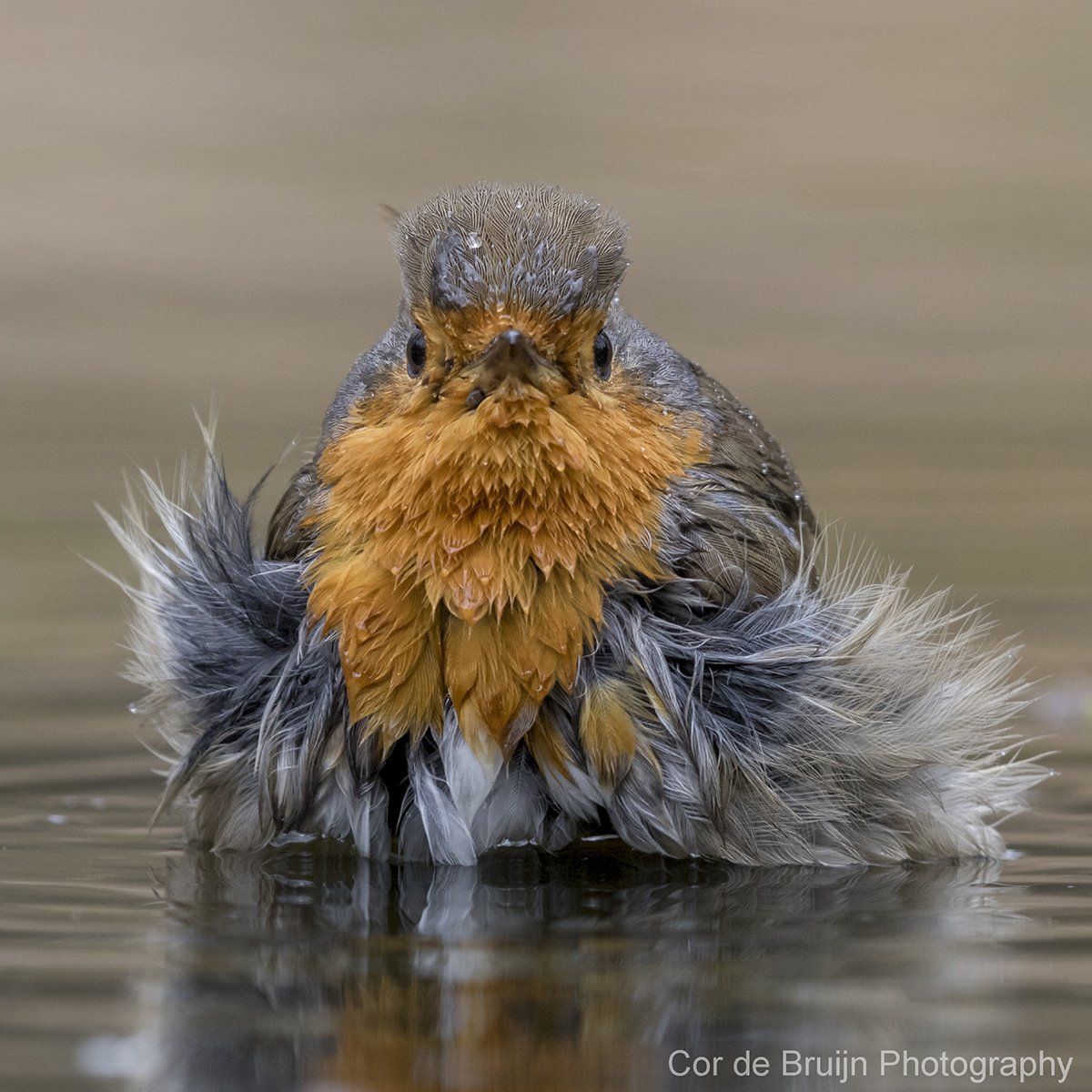 European robin, mid-bath. Wet, ruffled feathers, orange breast, gray body, small head; water.