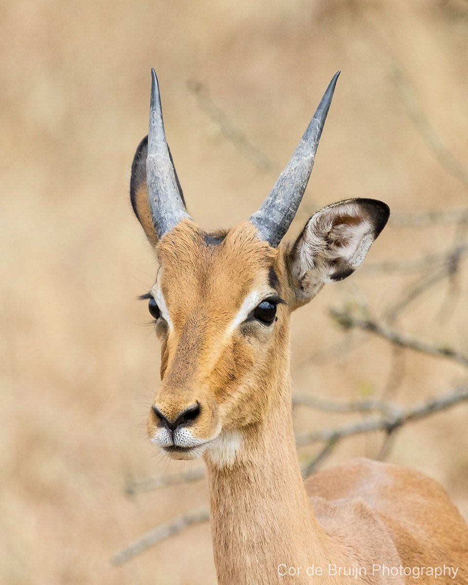 Impala with curved, ridged horns, alert, looking forward against a blurred, beige background.
