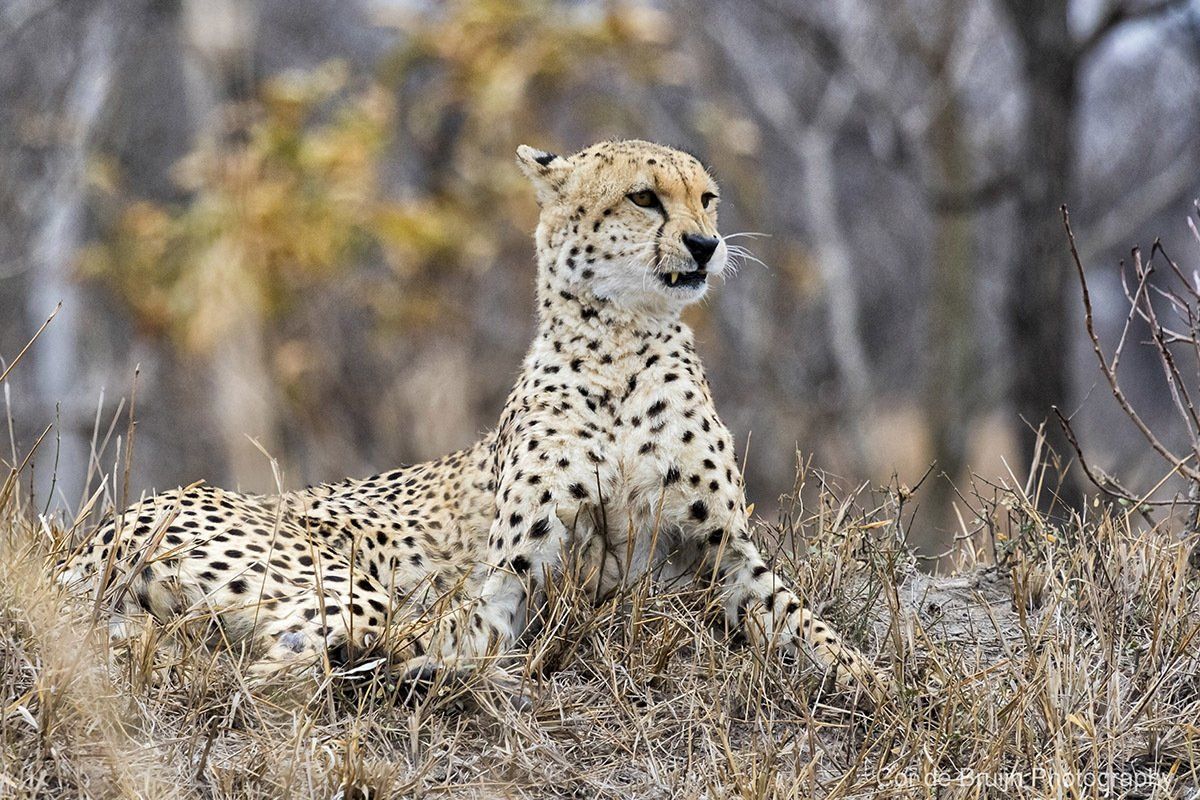 Cheetah resting in tall grass, looking alert with spotted coat, dry savanna background.
