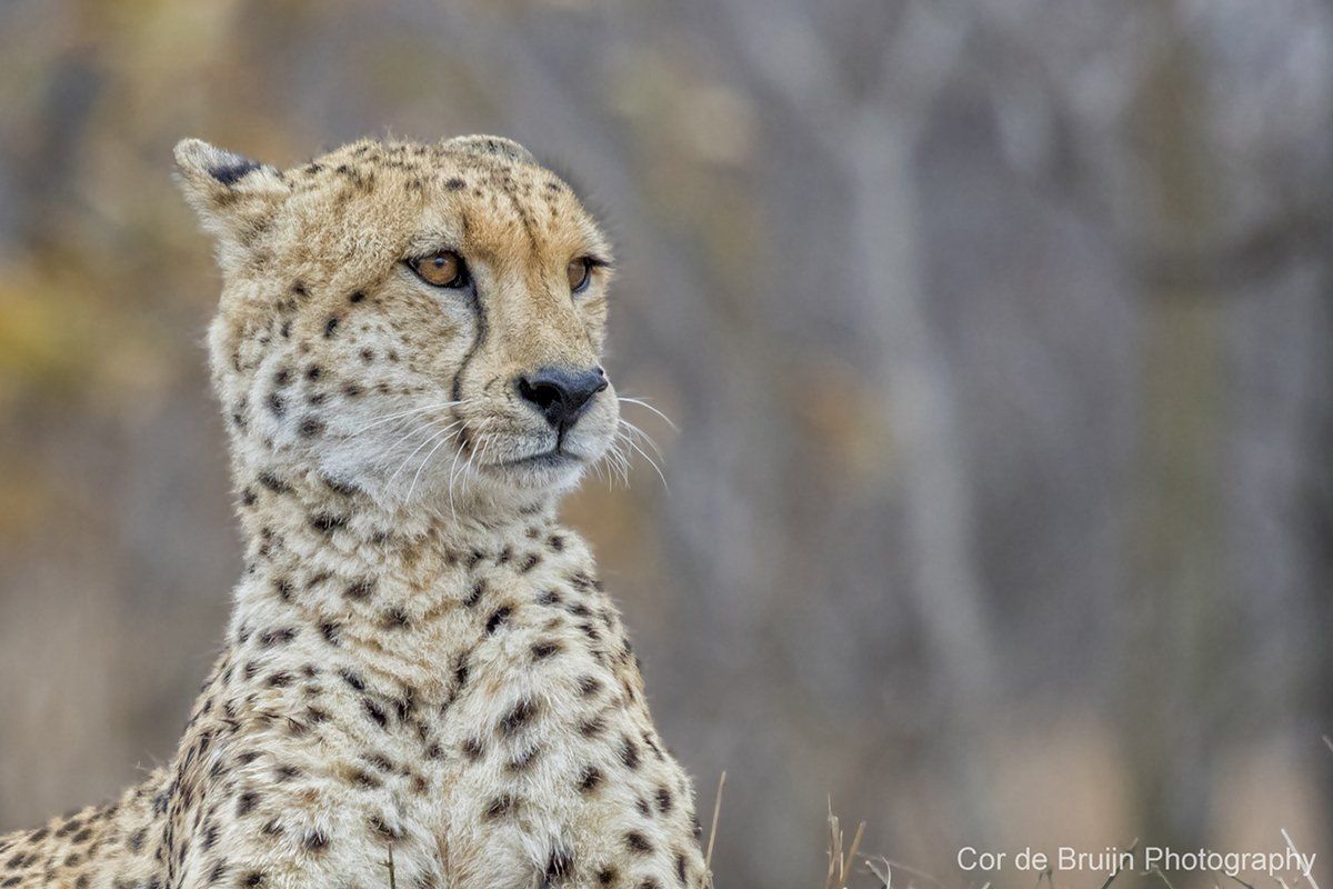 Cheetah with spotted fur, gazing left, set against blurred, natural background.
