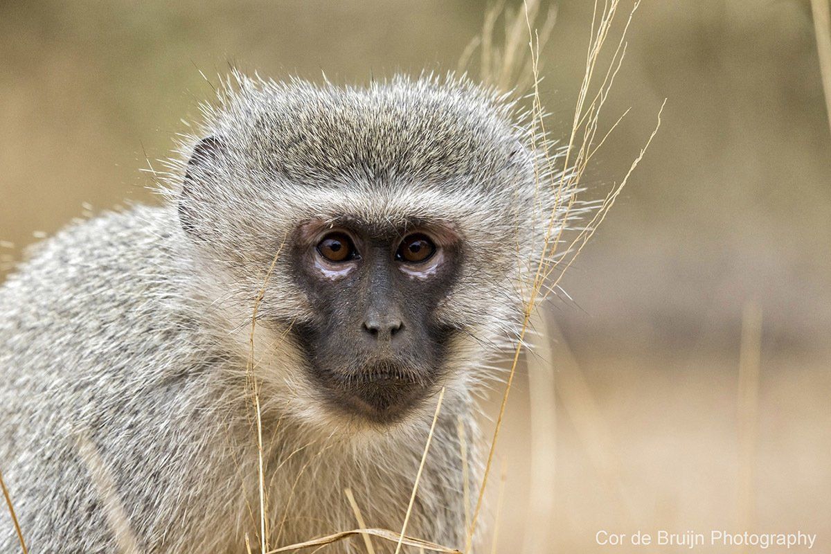 A vervet monkey with gray fur and black face looks directly at the camera, grassy background.