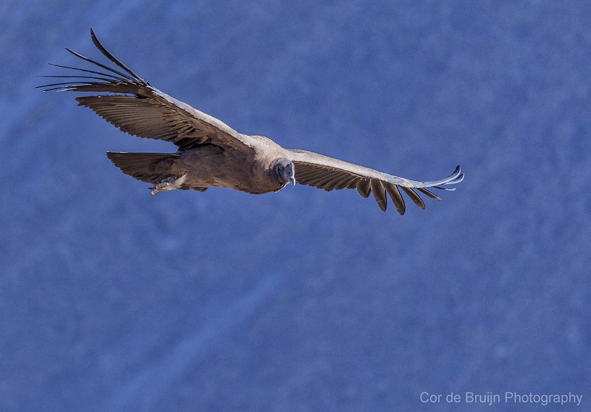 Andean condor soaring against a blue sky, wings spread wide.