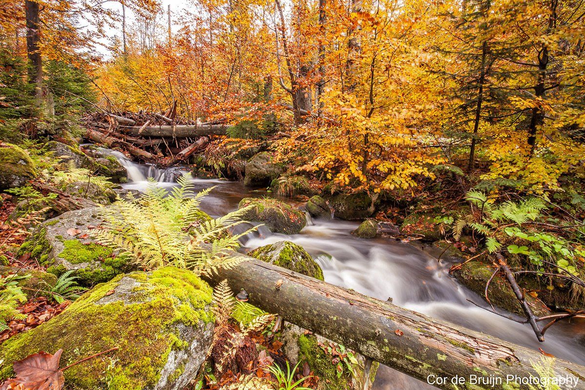 A stream flows through an autumn forest, with colorful yellow and orange leaves and moss-covered rocks.