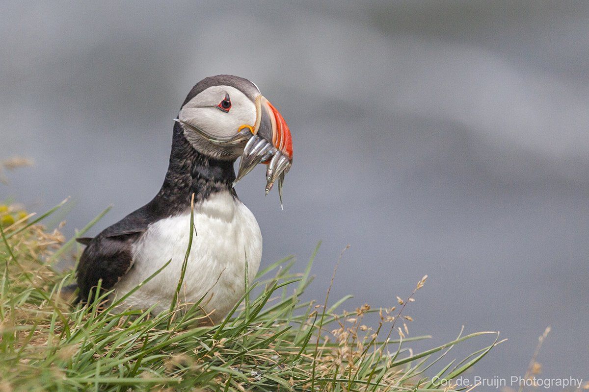 Puffin bird with colorful beak, carrying fish in its mouth, standing on a grassy cliff.