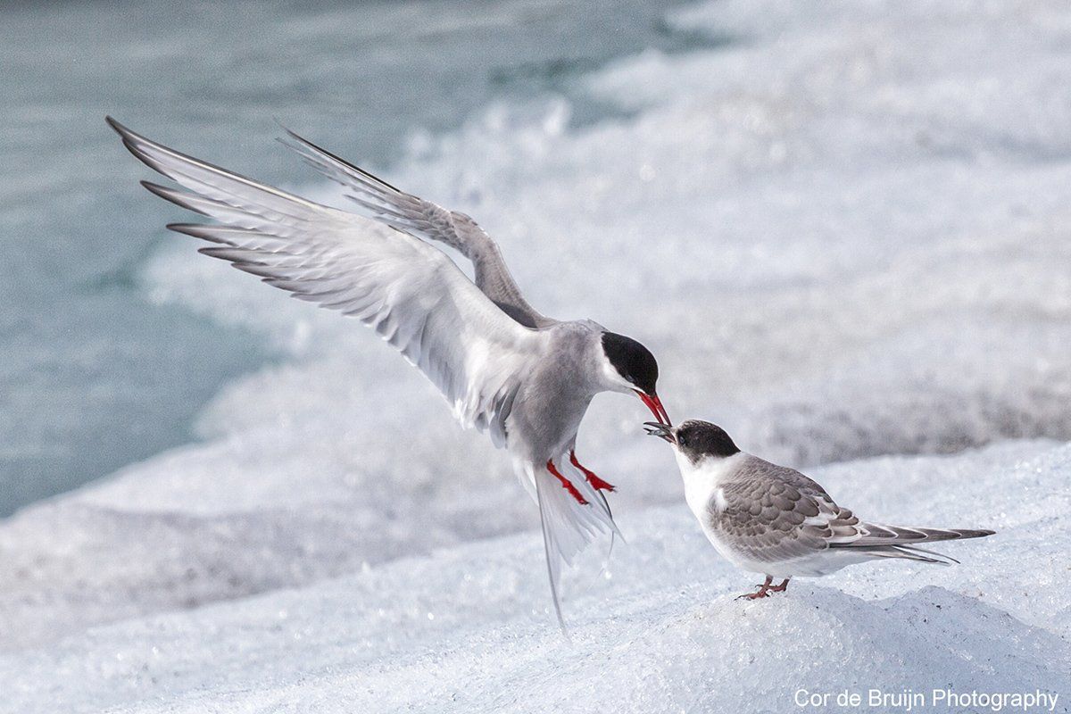 An Arctic tern feeding a smaller bird a fish on an icy surface.