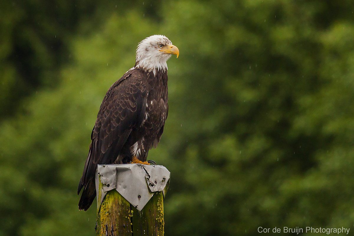 Bald eagle perched on a wooden post, dark brown feathers, white head, yellow beak, green background.