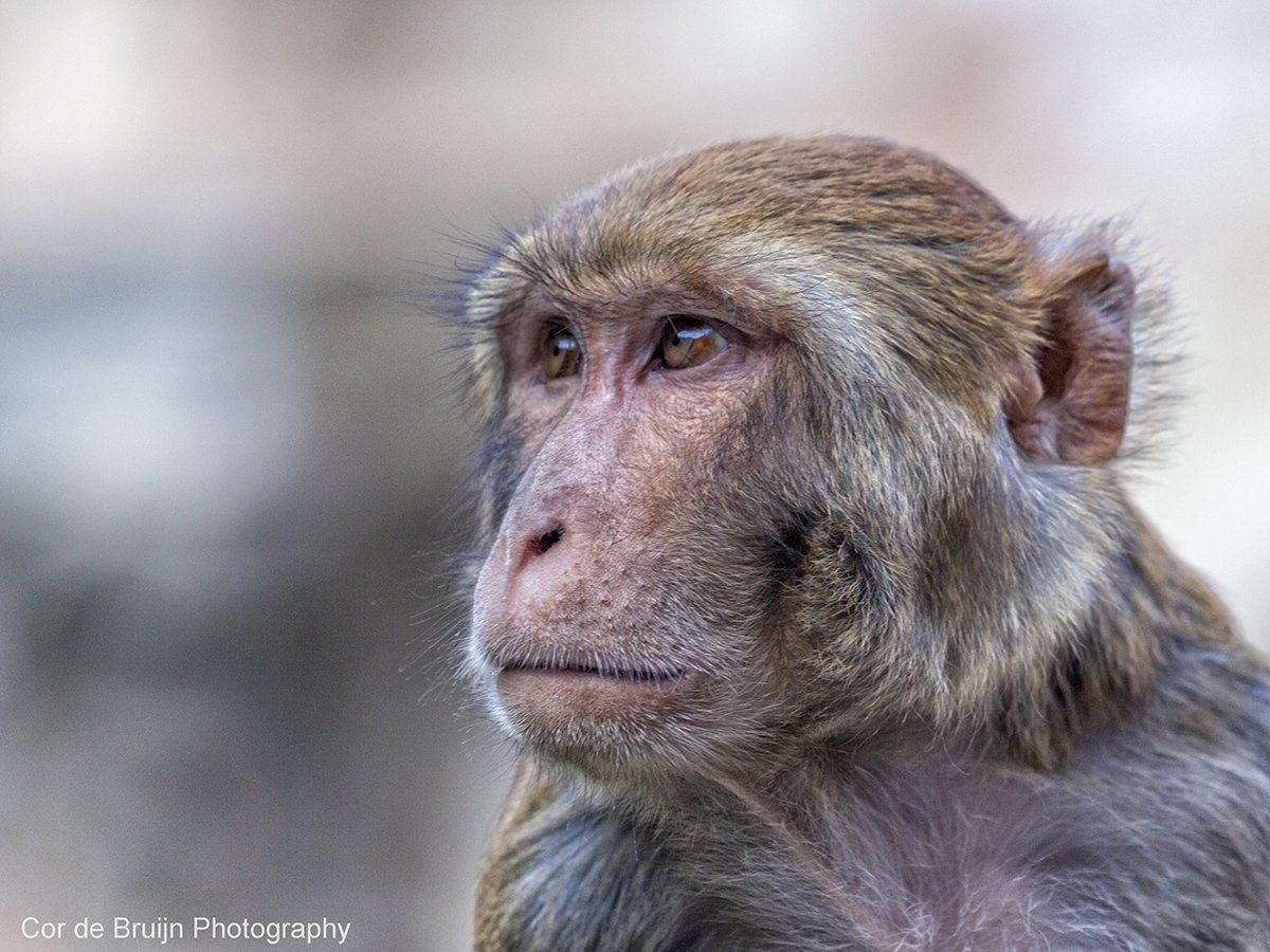 Monkey with brown fur, looking pensively to the left with a blurred background.