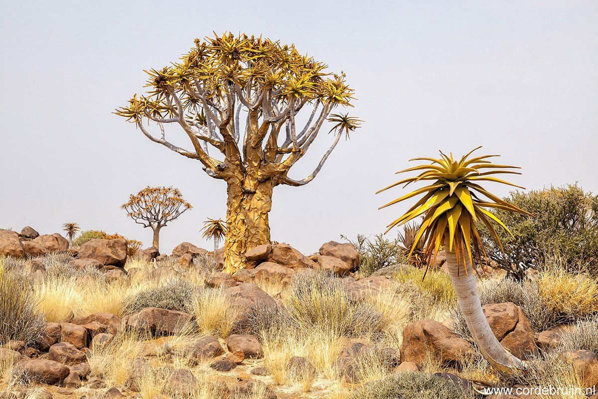 Quiver trees and succulent plants in a dry, rocky landscape under a hazy sky.