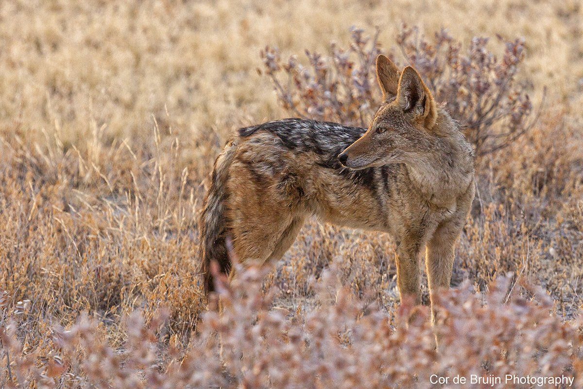 A jackal in a field of dry grass, looking to the side.