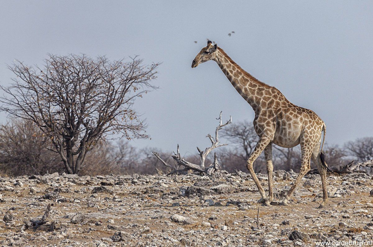 Giraffe walking in a dry, rocky landscape with sparse trees under a pale blue sky.